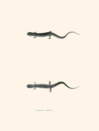 John Edwards Holbrook - Salamandra glutinosa.webp