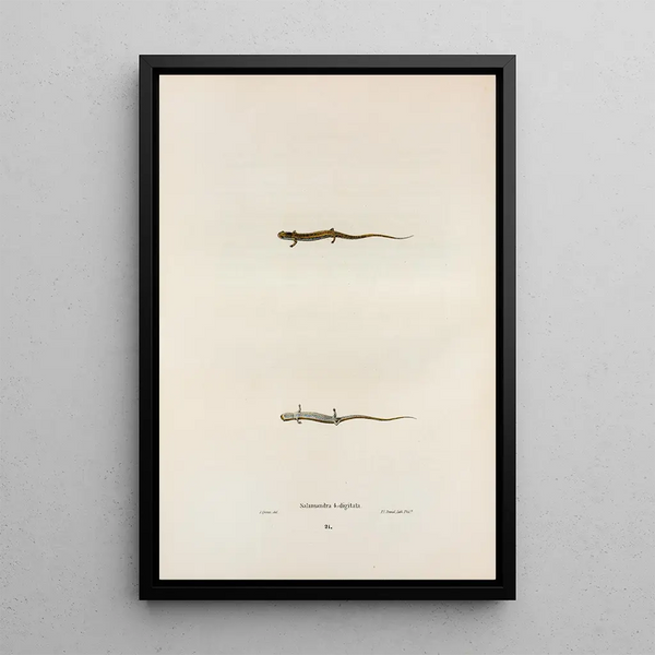 John Edwards Holbrook - Salamandra quadridigitata.webp