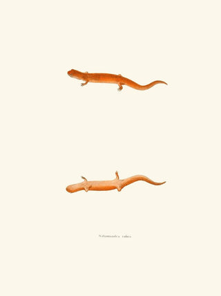 John Edwards Holbrook - Salamandra rubra.webp