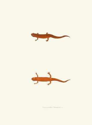 John Edwards Holbrook - Salamandra symmetrica.webp