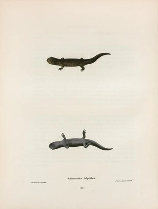 John Edwards Holbrook - Salamandra talpoidea.webp