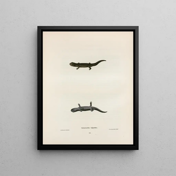 John Edwards Holbrook - Salamandra talpoidea.webp