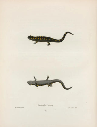 John Edwards Holbrook - Salamandra venenosa.webp