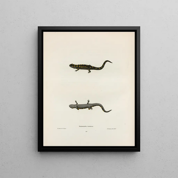 John Edwards Holbrook - Salamandra venenosa.webp