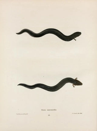 John Edwards Holbrook - Siren intermedia.webp