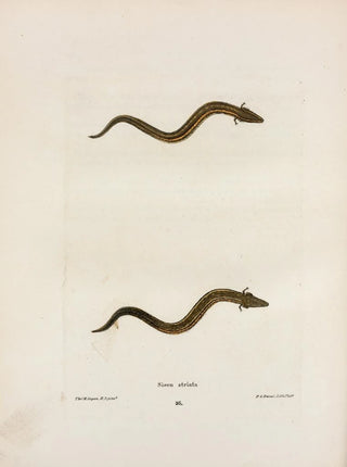 John Edwards Holbrook - Siren striata.webp