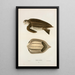 Tortue coriace - John Edwards Holbrook — ingelijst kunstwerk aan de muur