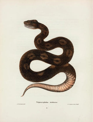 John Edwards Holbrook - Trigonocephalus afrofuscus.webp