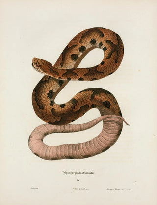 John Edwards Holbrook - Trigonocephalus contortrix.webp