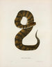 Trigonocephalus piscivorus - John Edwards Holbrook — artwork view