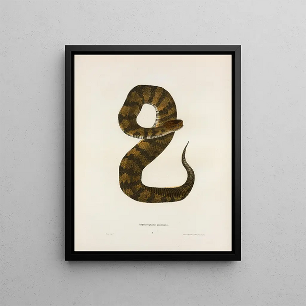 John Edwards Holbrook - Trigonocephalus piscivorus.webp