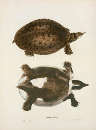 John Edwards Holbrook - Trionyx muticus.webp