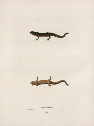 John Edwards Holbrook - Triton dorsalis.webp