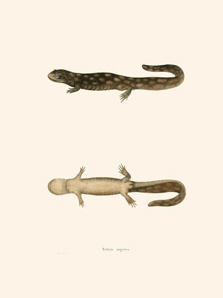 John Edwards Holbrook - Triton ingens.webp