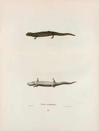 John Edwards Holbrook - Triton porphyriticus.webp