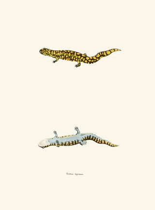 John Edwards Holbrook - Triton tigrinus.webp