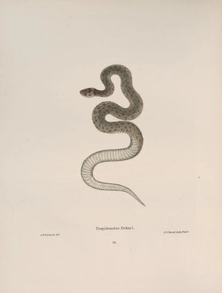 John Edwards Holbrook - Tropidonotus Dekayi.webp