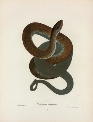 John Edwards Holbrook - Tropidonotus erythrogaster.webp