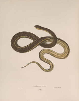 John Edwards Holbrook - Tropidonotus leberis.webp