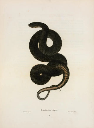 John Edwards Holbrook - Tropidonotus niger.webp