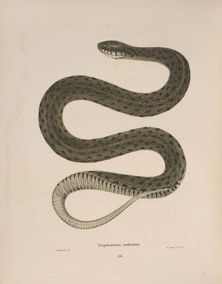John Edwards Holbrook - Tropidonotus ordinatus.webp