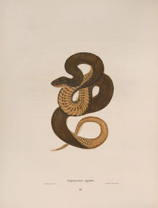 John Edwards Holbrook - Tropidonotus rigidus.webp