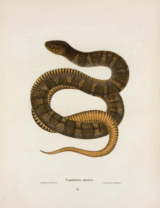 John Edwards Holbrook - Tropidonotus sipedon.webp