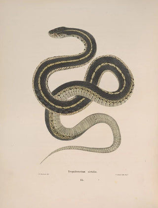 John Edwards Holbrook - Tropidonotus sirtalis.webp