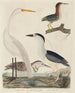 van een Groen Heron, Bihoreau, jonge reiger en grote witte reiger - John G. Warnicke — weergave van het kunstwerk