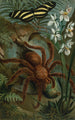 Crabe-araignée of Matoudou - John George Wood — weergave van het kunstwerk