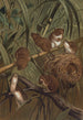 Souris des moissons - John George Wood — weergave van het kunstwerk