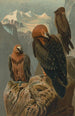 Gypaète barbu - John George Wood — weergave van het kunstwerk