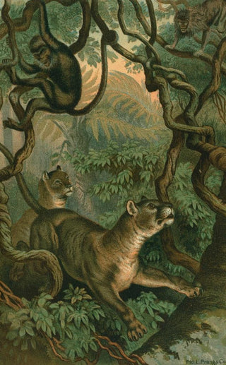 John George Wood - Puma.webp