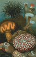 Anémones de mer - John George Wood — weergave van het kunstwerk