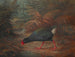 Een moho takahe Notornis mantelli - John Gerrard Keulemans — weergave van het kunstwerk