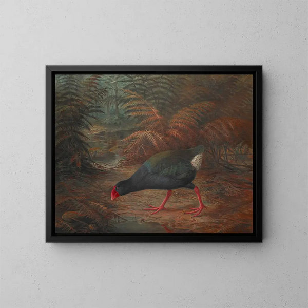 Een moho takahe Notornis mantelli - John Gerrard Keulemans — ingelijst kunstwerk aan de muur