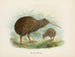 Apteryx de Mantell - John Gerrard Keulemans — artwork view