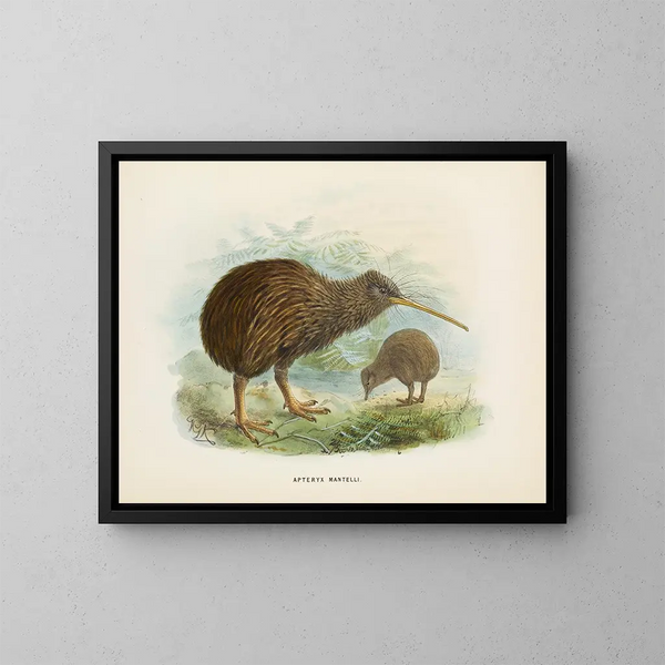 Apteryx de Mantell - John Gerrard Keulemans — ingelijst kunstwerk aan de muur