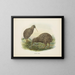 Apteryx oweni - John Gerrard Keulemans — ingelijst kunstwerk aan de muur