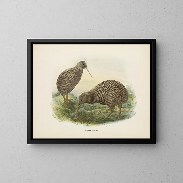 Apteryx oweni - John Gerrard Keulemans — ingelijst kunstwerk aan de muur