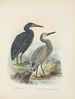 Ardea sacra en Ardea hollandiae - John Gerrard Keulemans — weergave van het kunstwerk