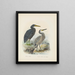 Ardea sacra en Ardea hollandiae - John Gerrard Keulemans — ingelijst kunstwerk aan de muur
