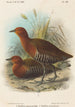 Vogels van de Filipijnen - John Gerrard Keulemans — weergave van het kunstwerk