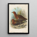 Vogels van de Filipijnen - John Gerrard Keulemans — ingelijst kunstwerk aan de muur
