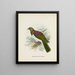 Carpophaga van Nieuw-Zeeland - John Gerrard Keulemans — ingelijst kunstwerk aan de muur