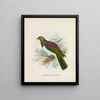 John Gerrard Keulemans - Carpophaga novae zealandiae.webp