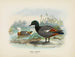 van Casarca variegata mannetje en vrouwtje - John Gerrard Keulemans — weergave van het kunstwerk