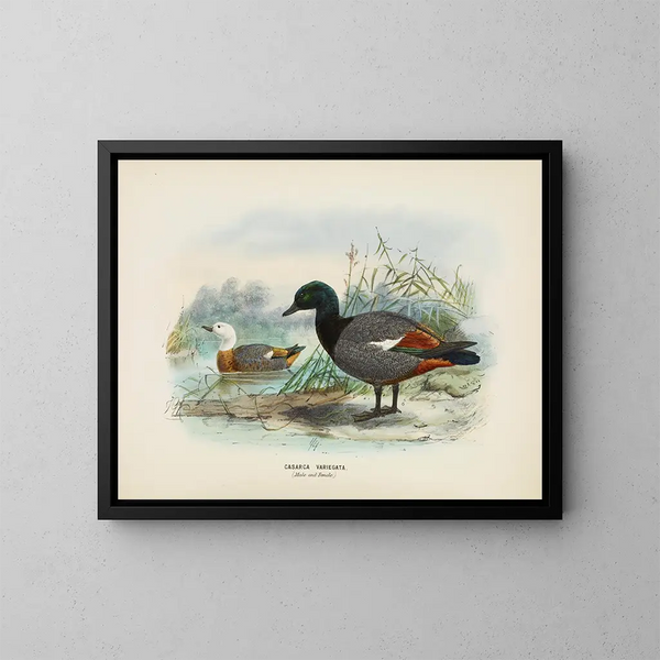 van Casarca variegata mannetje en vrouwtje - John Gerrard Keulemans — ingelijst kunstwerk aan de muur