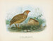 Caille de Nouvelle-Zélande mâle et femelle - John Gerrard Keulemans — weergave van het kunstwerk