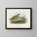 Caille de Nouvelle-Zélande mâle et femelle - John Gerrard Keulemans — ingelijst kunstwerk aan de muur
